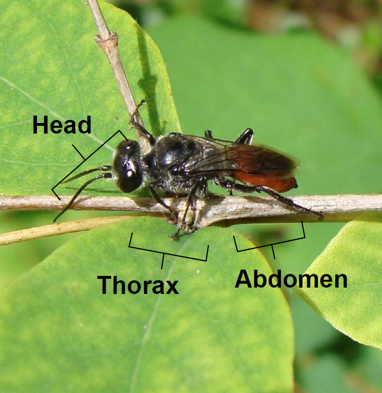 An Astata wasp with its head, thorax and abdomen labeled.